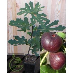 Kadota black  lilás füge - 21-50 cm